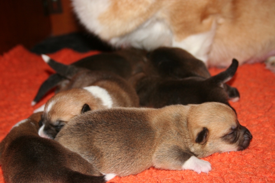 Puppies